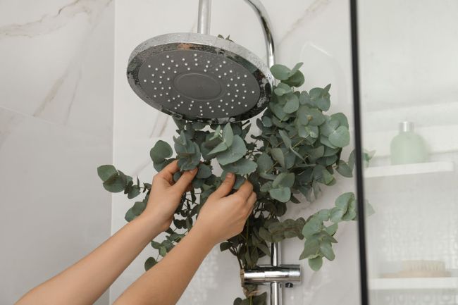 person hanging a bouquet of eucalyptus in her shower