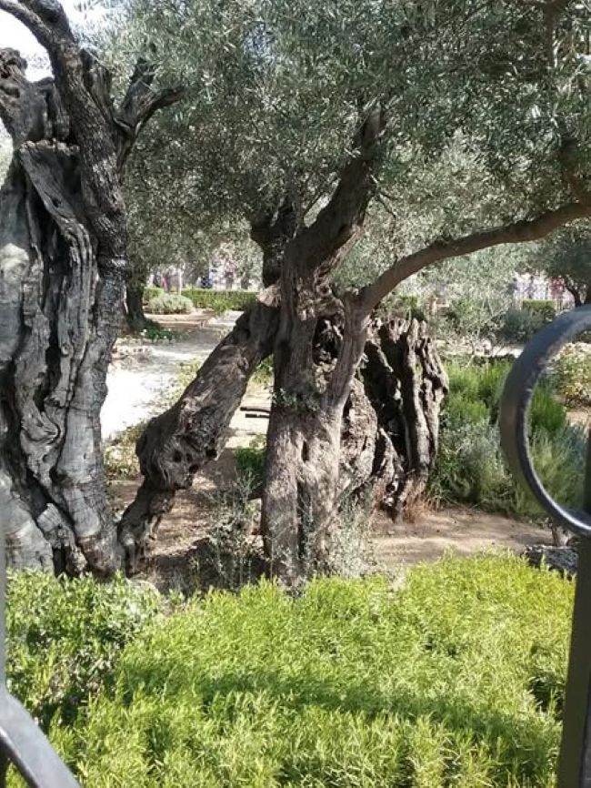 ancient olive tree growing in the Garden of Gethsemane
