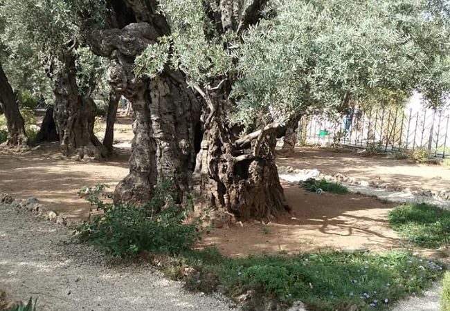 Biblical Herbs for Holy Week: A Quiet Reflection from the Garden of Gethsemane