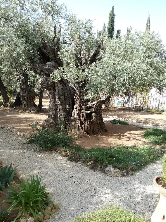 Ancient olive trees with gnarled trunks and silvery leaves in the Garden of Gethsemane, with gravel paths winding through the quiet garden