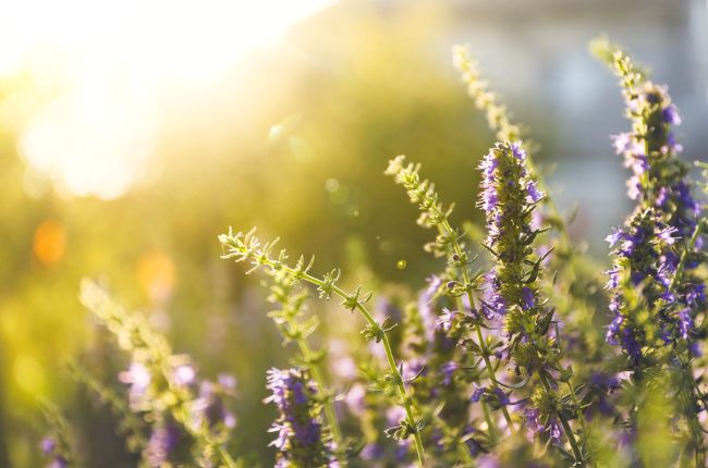 close up picture of hyssop growing in a garden