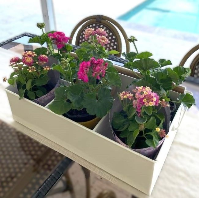 looking down into a metal carrier filled with hot pink geraniums and lantana