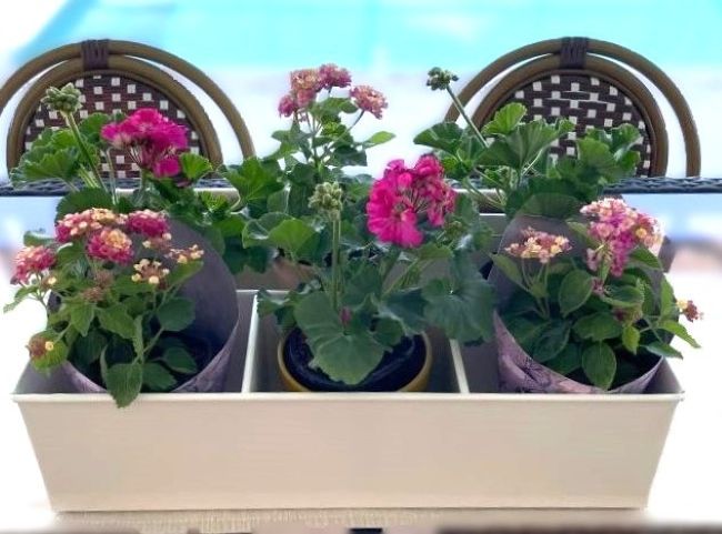 pool side table with bright blooming plants in metal divided container