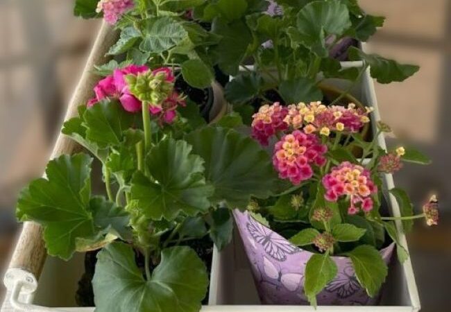 bright hot pink geraniums and colorful lantana in a cream metal carrier