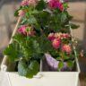 bright hot pink geraniums and colorful lantana in a cream metal carrier