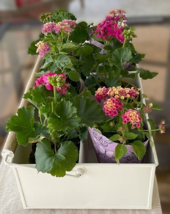 bright hot pink geraniums and colorful lantana in a cream metal carrier