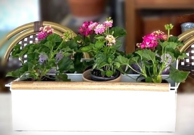 cream metal carrier on lanai table filled with hot pink geraniums and lantana