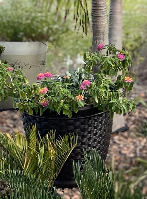 container filled with lantana and salvia. Blooms all season long
