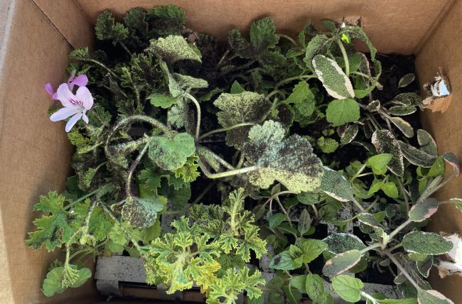 assorted scented geraniums and herbs in a shipping box