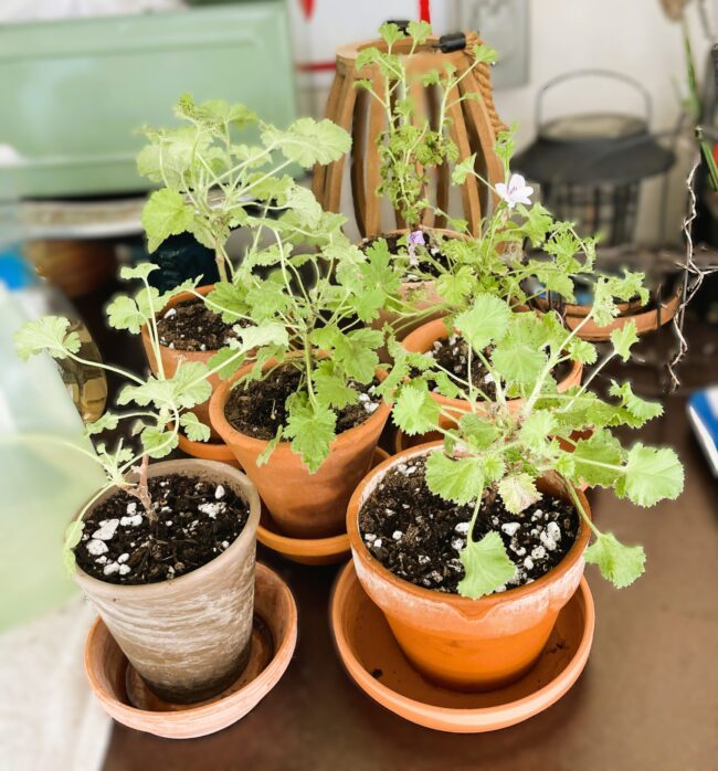 assorted scented geraniums and herbs in small terracotta pots