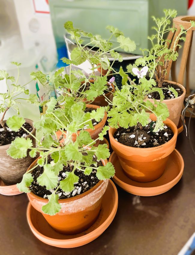 potted scented geraniums and herbs in terracotta pots indoors
