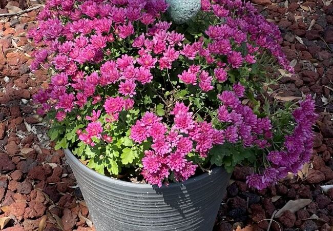 Pink chrysanthemum blooms in a gray ribbed pot with a small heart stone nestled among the flowers, captured during a quiet fall season