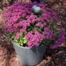 Pink chrysanthemum blooms in a gray ribbed pot with a small heart stone nestled among the flowers, captured during a quiet fall season