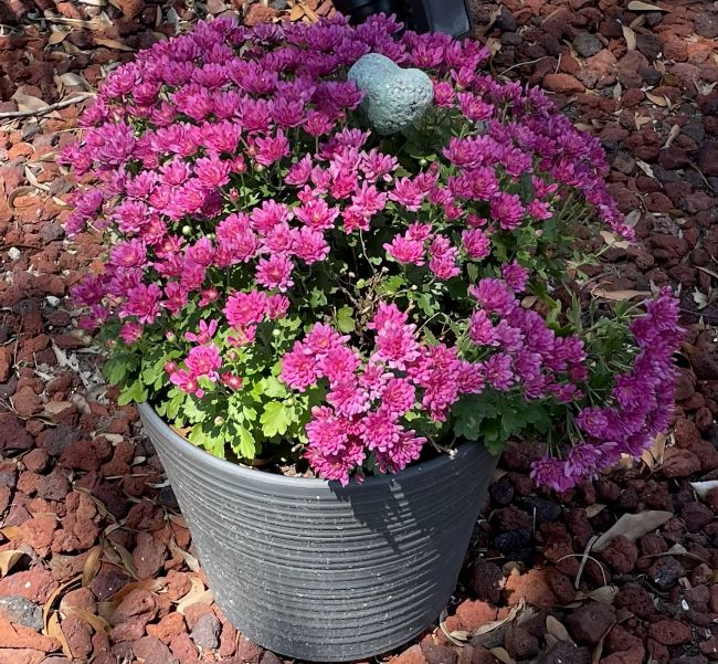 Pink chrysanthemum blooms in a gray ribbed pot with a small heart stone nestled among the flowers, captured during a quiet fall season